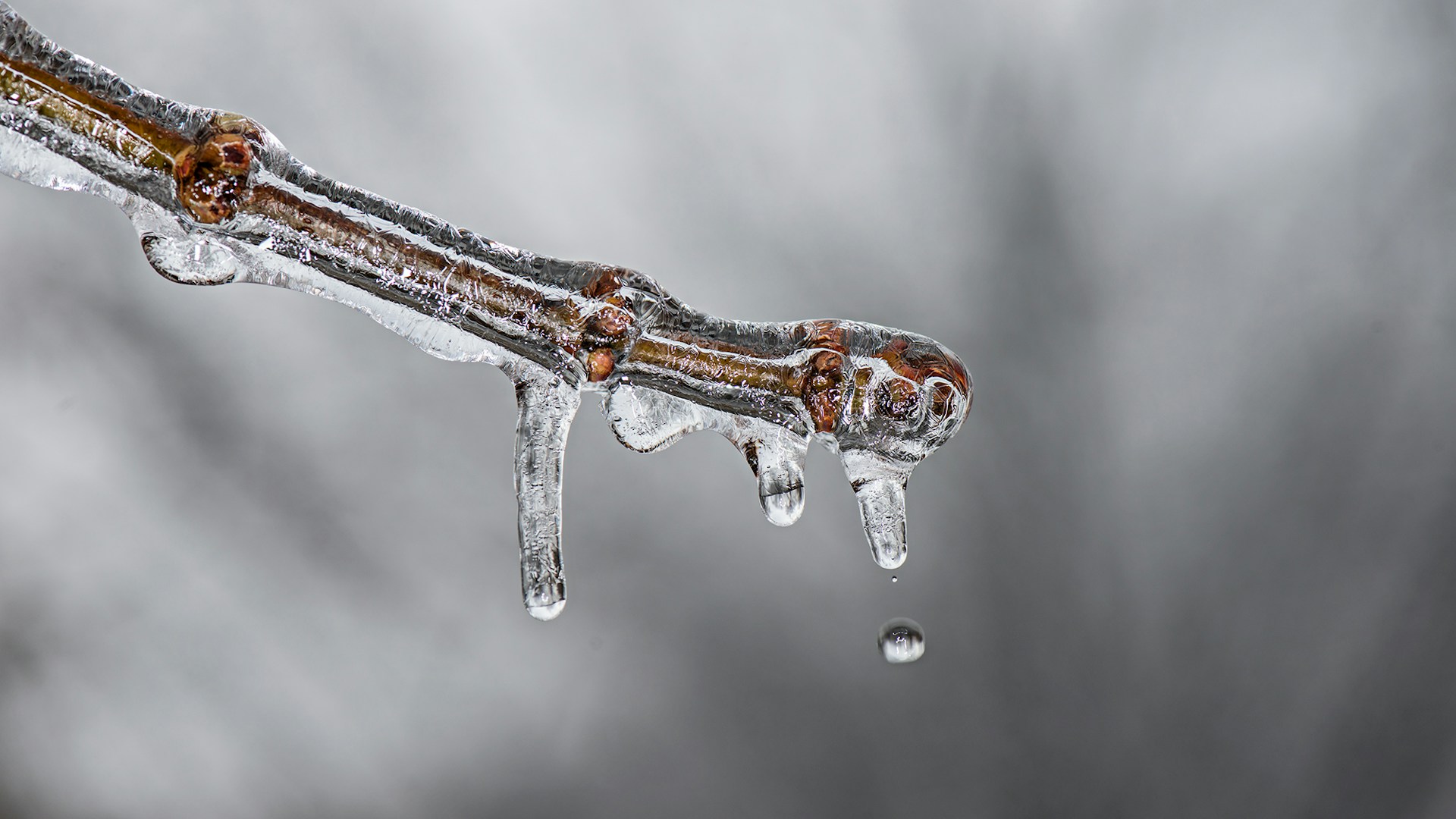 A twig covered with dripping ice