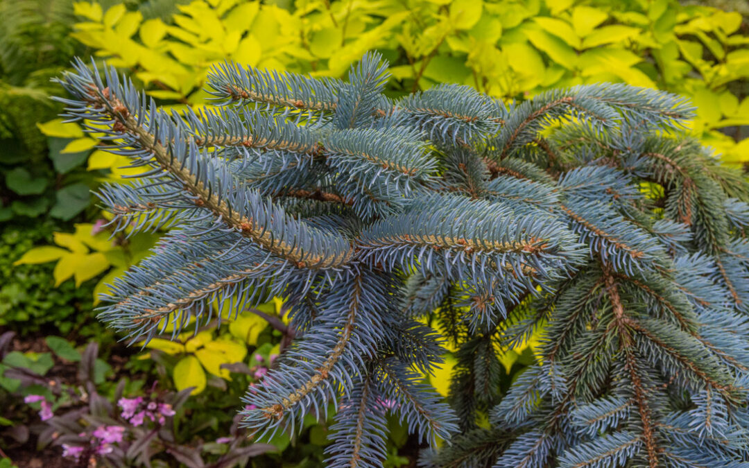 Transplanting in the Fall and Winter Garden